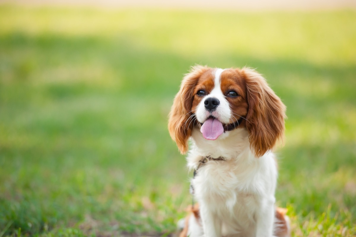 Cavalier King Charles Spaniel