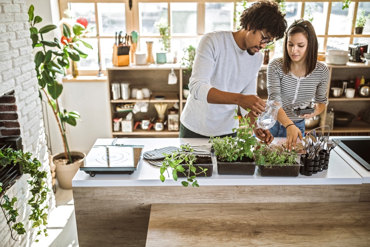 millennial multi-ethnic couple taking care and watering kitchen herbs at their apartment