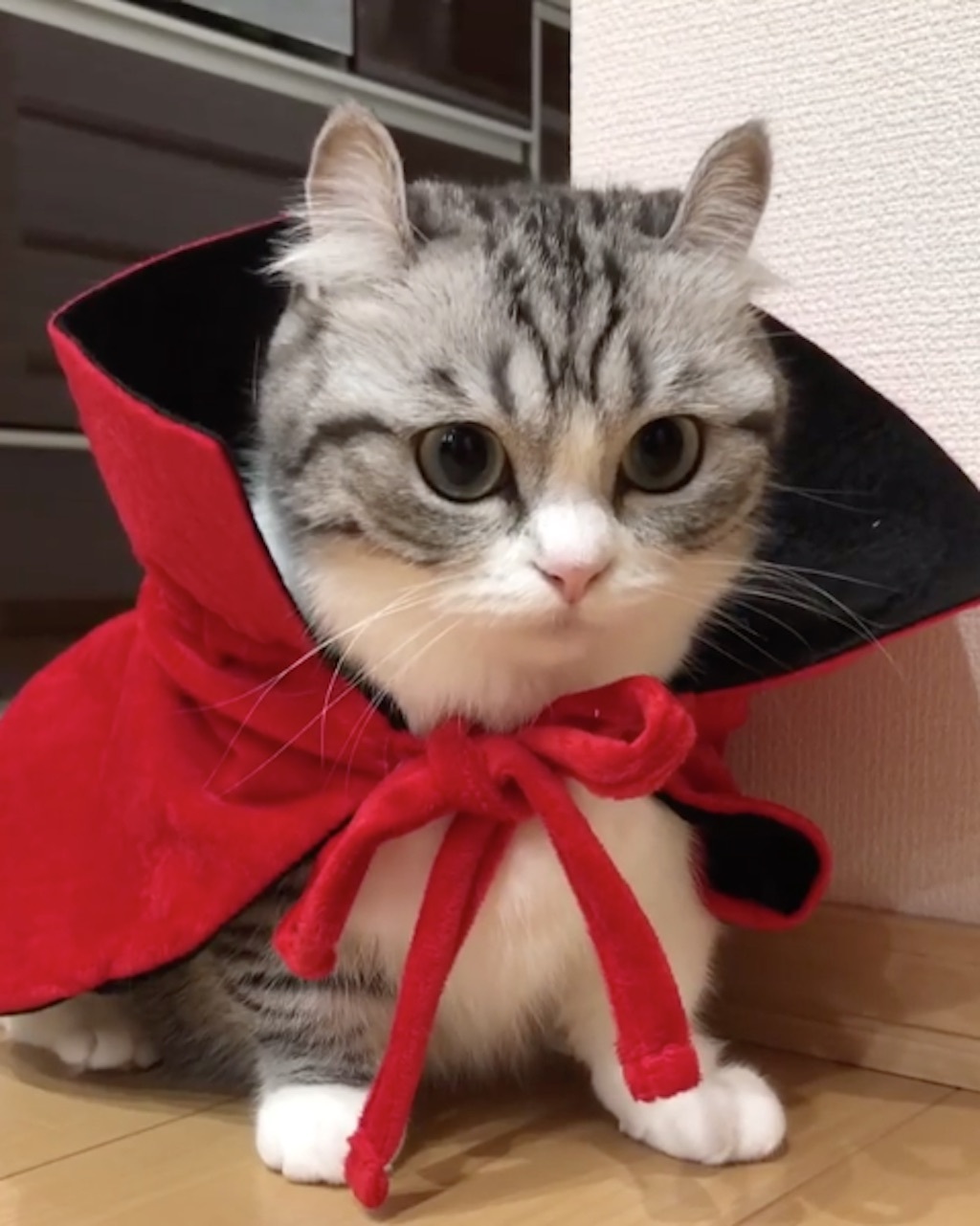 vampire cat