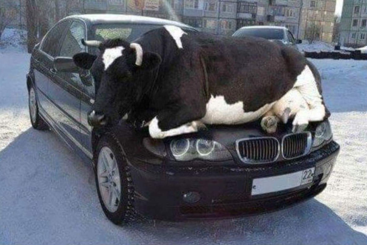 cow climbs onto car for warmth