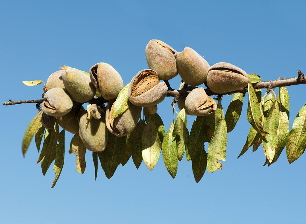 Almond tree branch