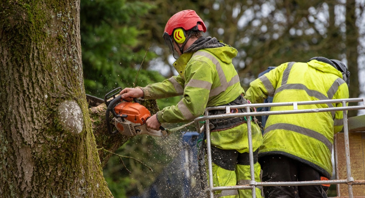 felling ash tree