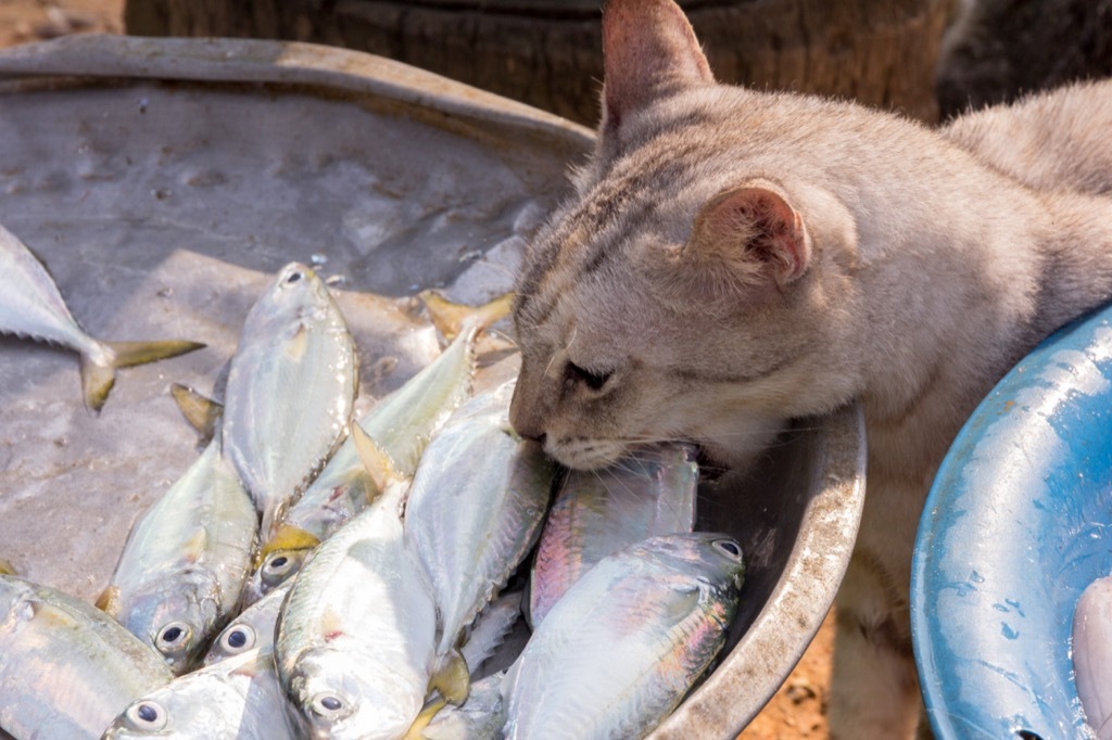 cat eating raw fish