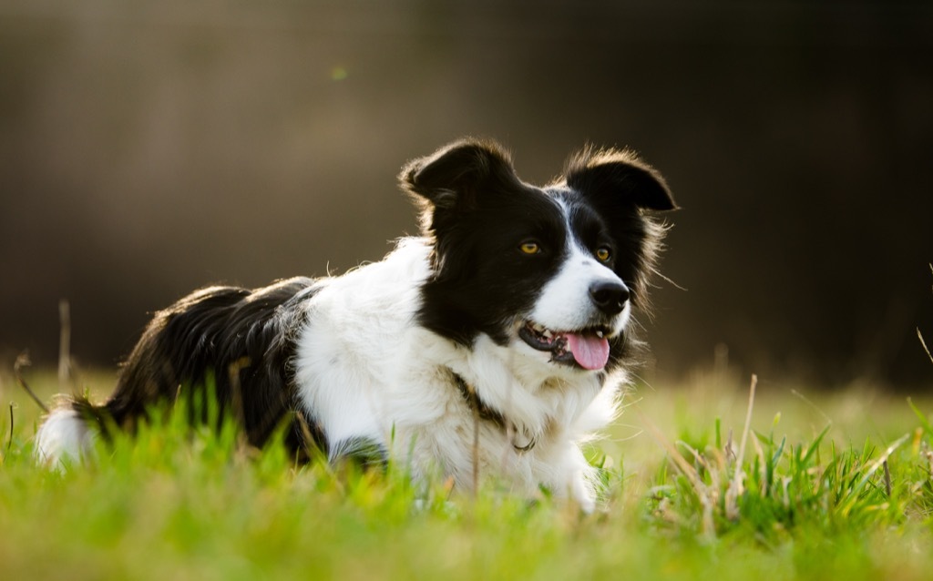 Border Collie, dog