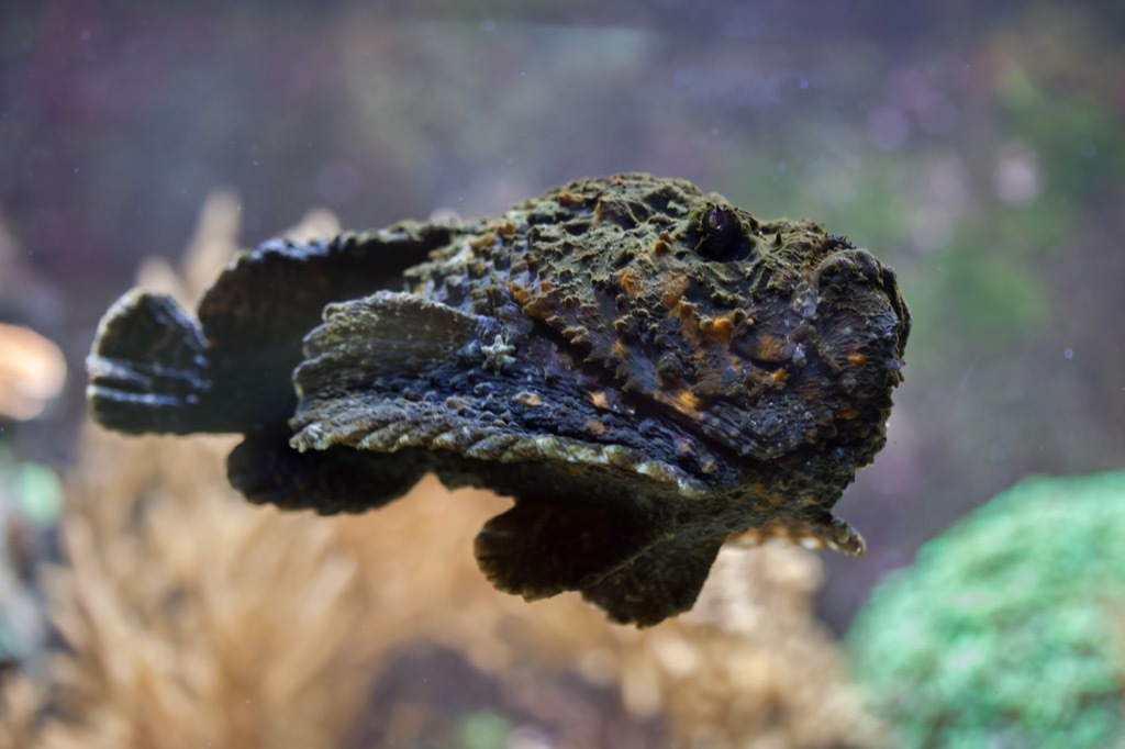 Stonefish