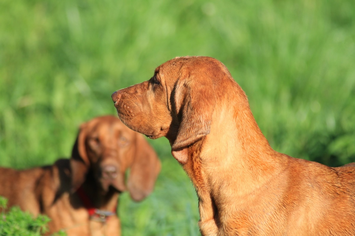 Redbone Coonhound