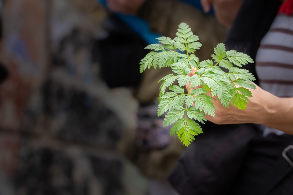 Aethusa cynapium is a plant similar to parsley but very toxic