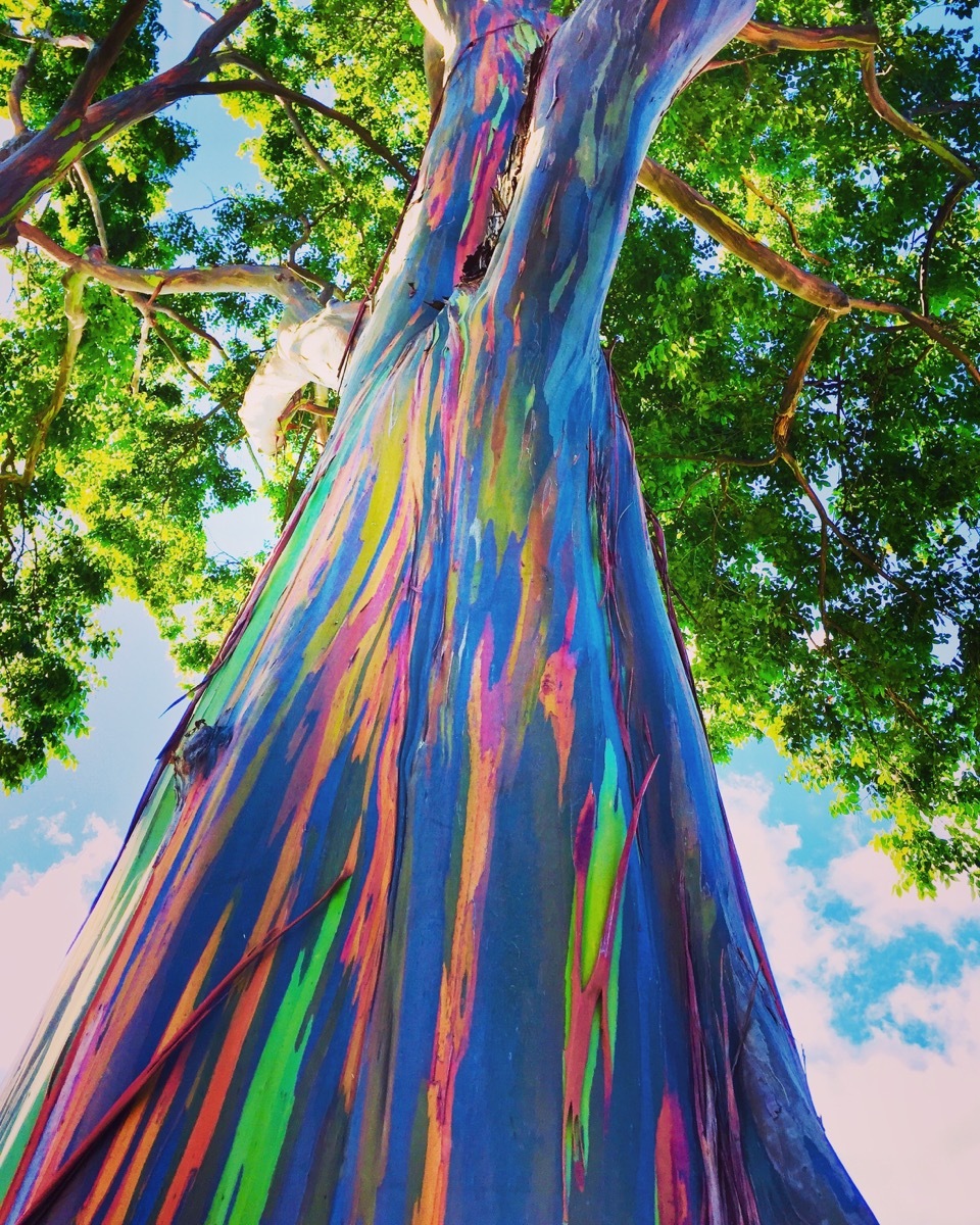 rainbow eucalyptus trees, hawaii, rare events