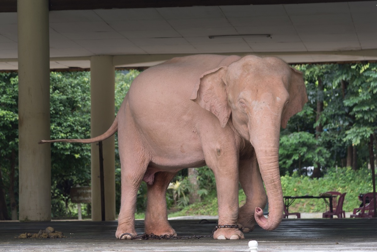 albino elephant