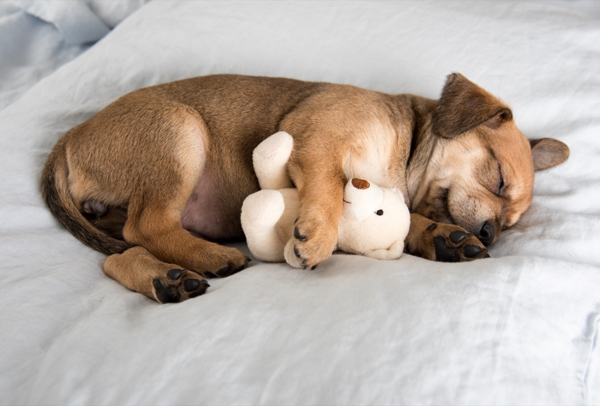 terrier mix puppy sleeping with a stuffed animal photos of snoozing dogs