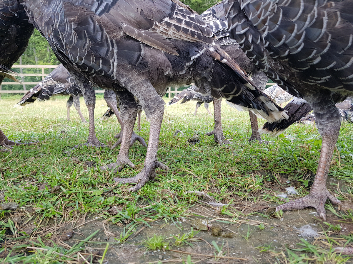 Turkeys graze in the field.