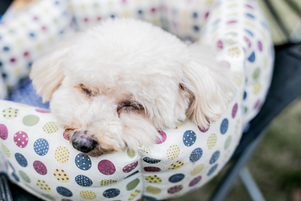 dog sleeping in bed