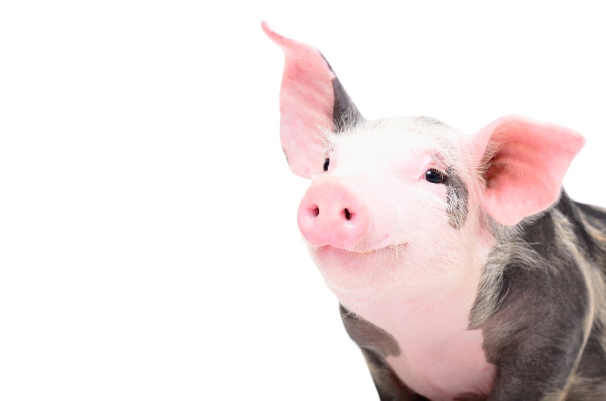 Happy pig smiling at the camera