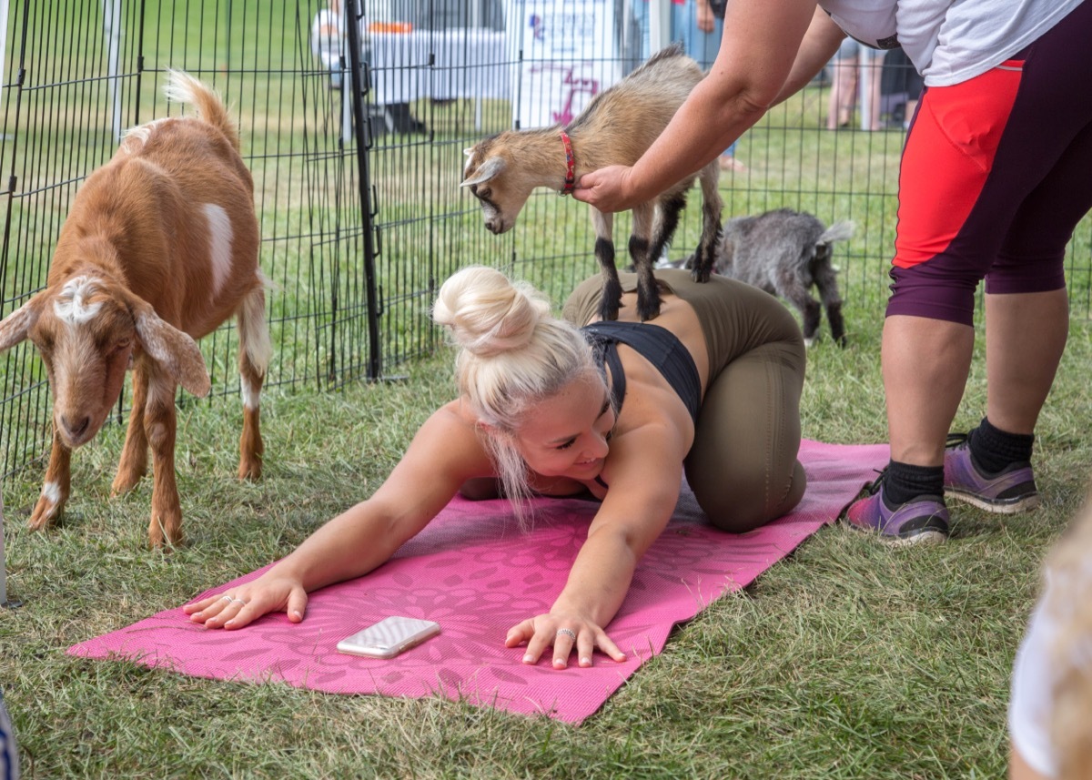 Goat yoga