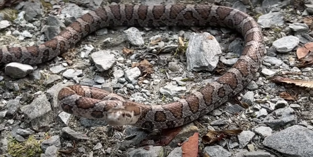 A close up of an eastern milk snake on stones