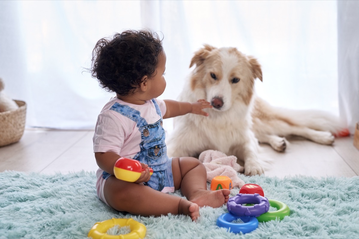 Baby sharing toys with dog