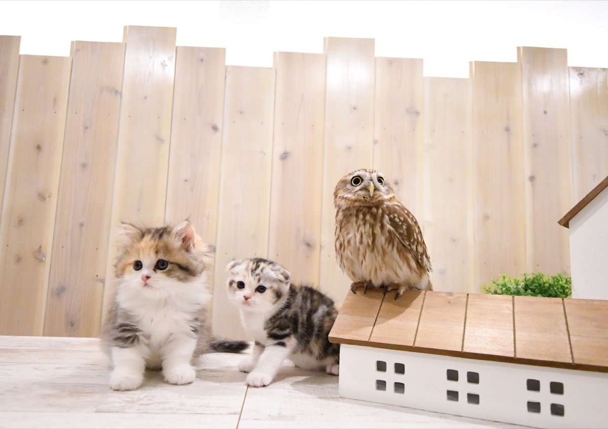 Cats and an owl