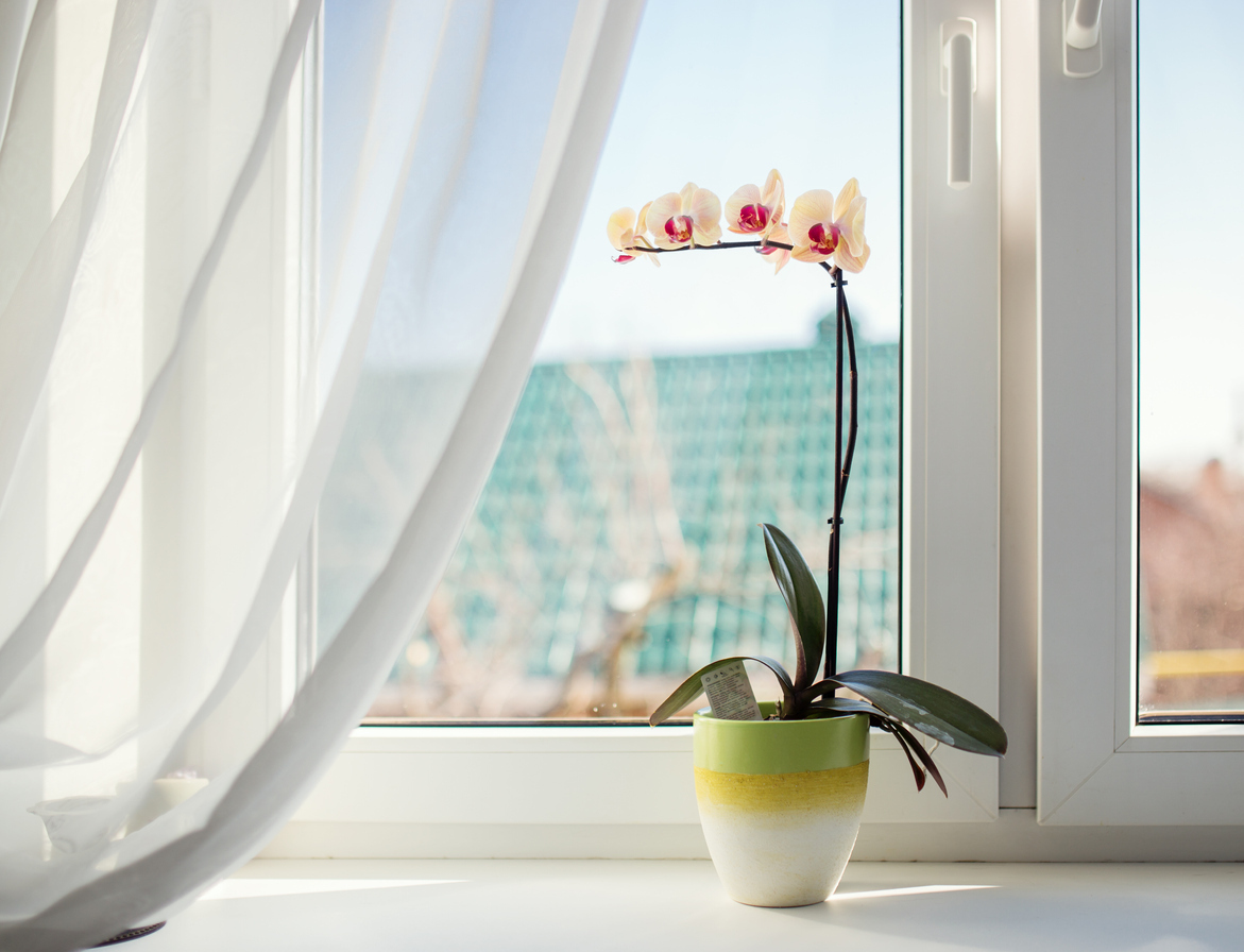 Orchid plant in window