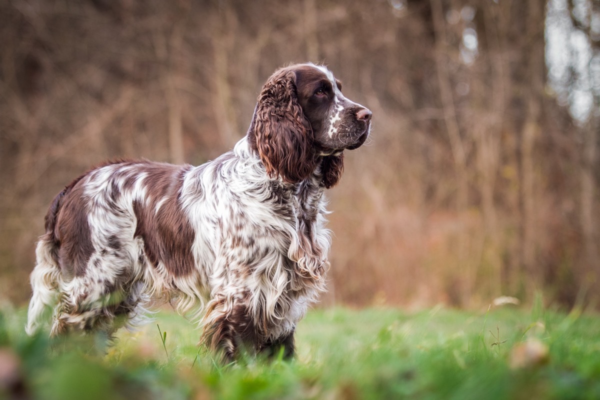 springer spaniel outside