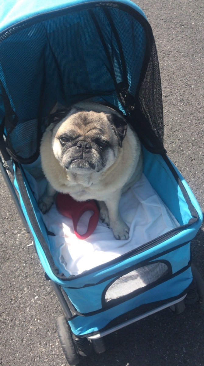 grumpy pug in stroller