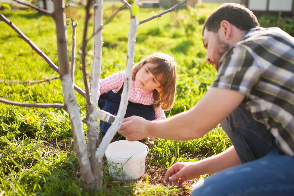 Man and his little daughter covering the tree with white paint to protect against rodents, spring garden work, whitewashed trees