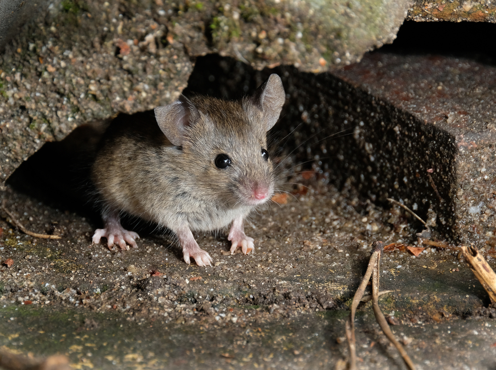 A mouse hiding in a hole in the wall of a basement or home