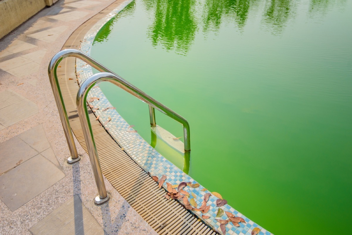 algae turning pool water green