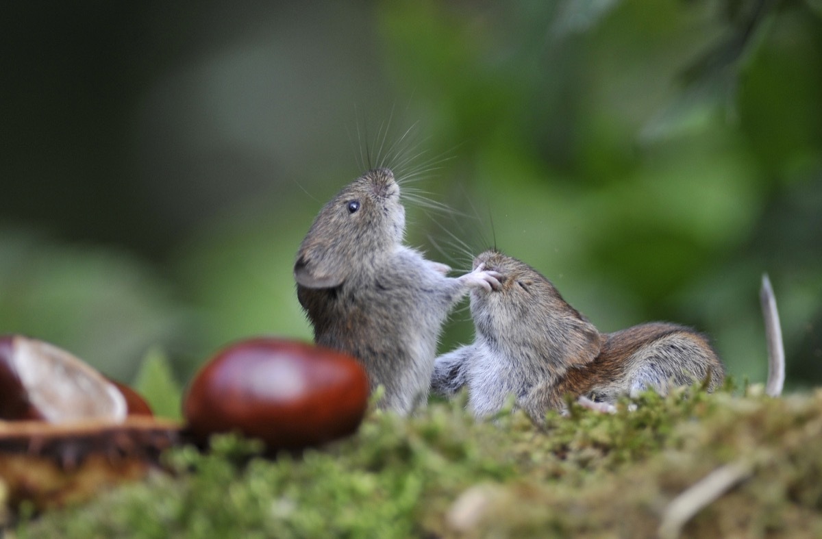 Small voles