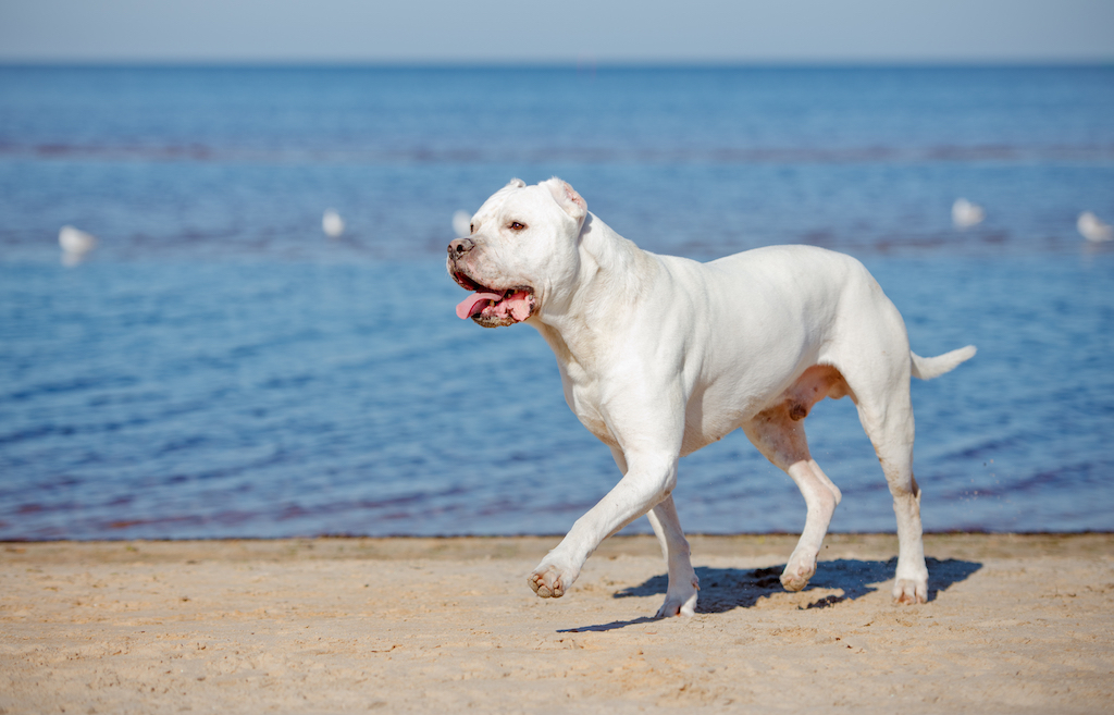 dogo argentino