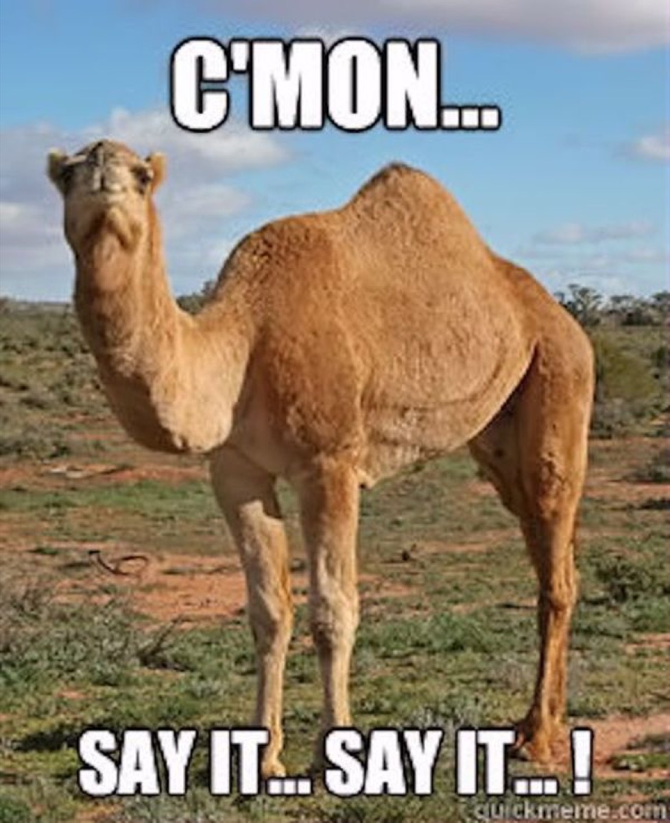 camel, hump day memes