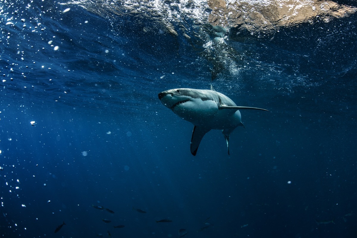 shark in water