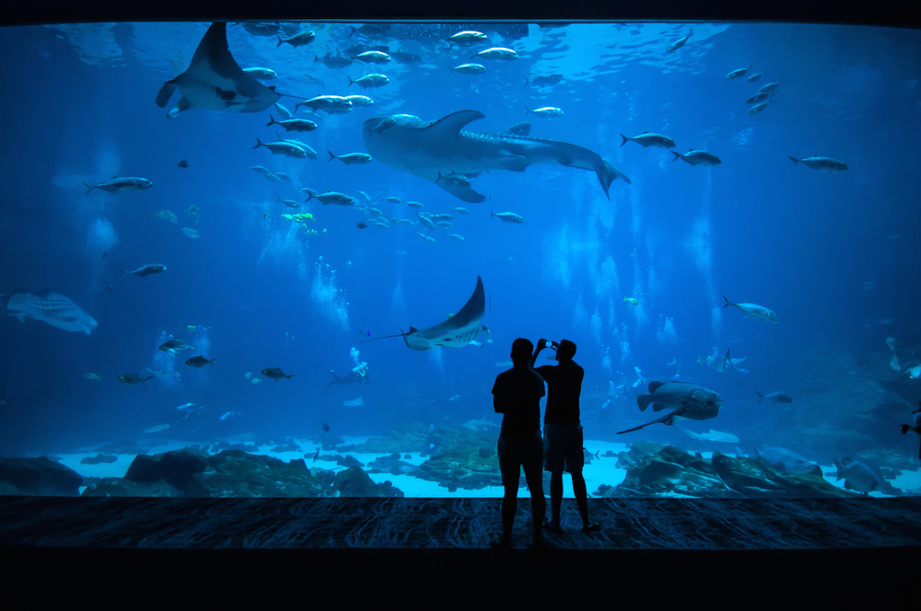 aquarium date