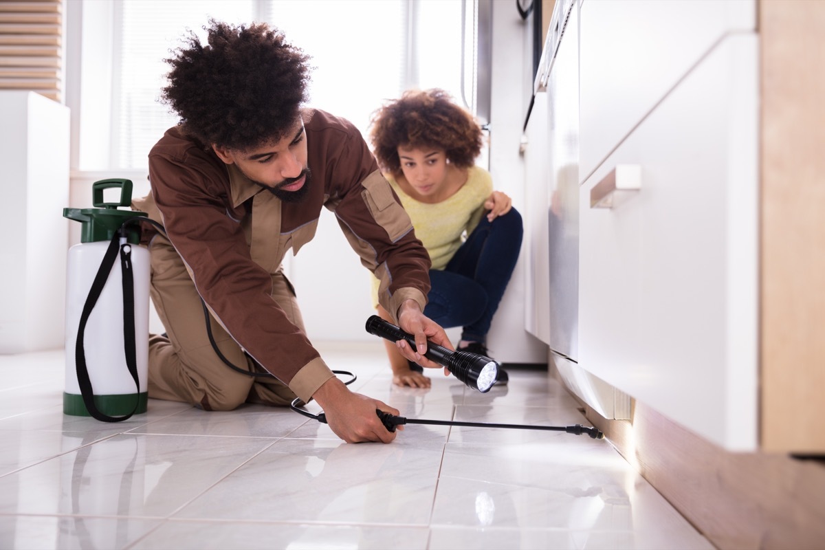 Woman Looking At Male Pest Control Worker With Torch Spraying Pesticide On Wooden Cabinet