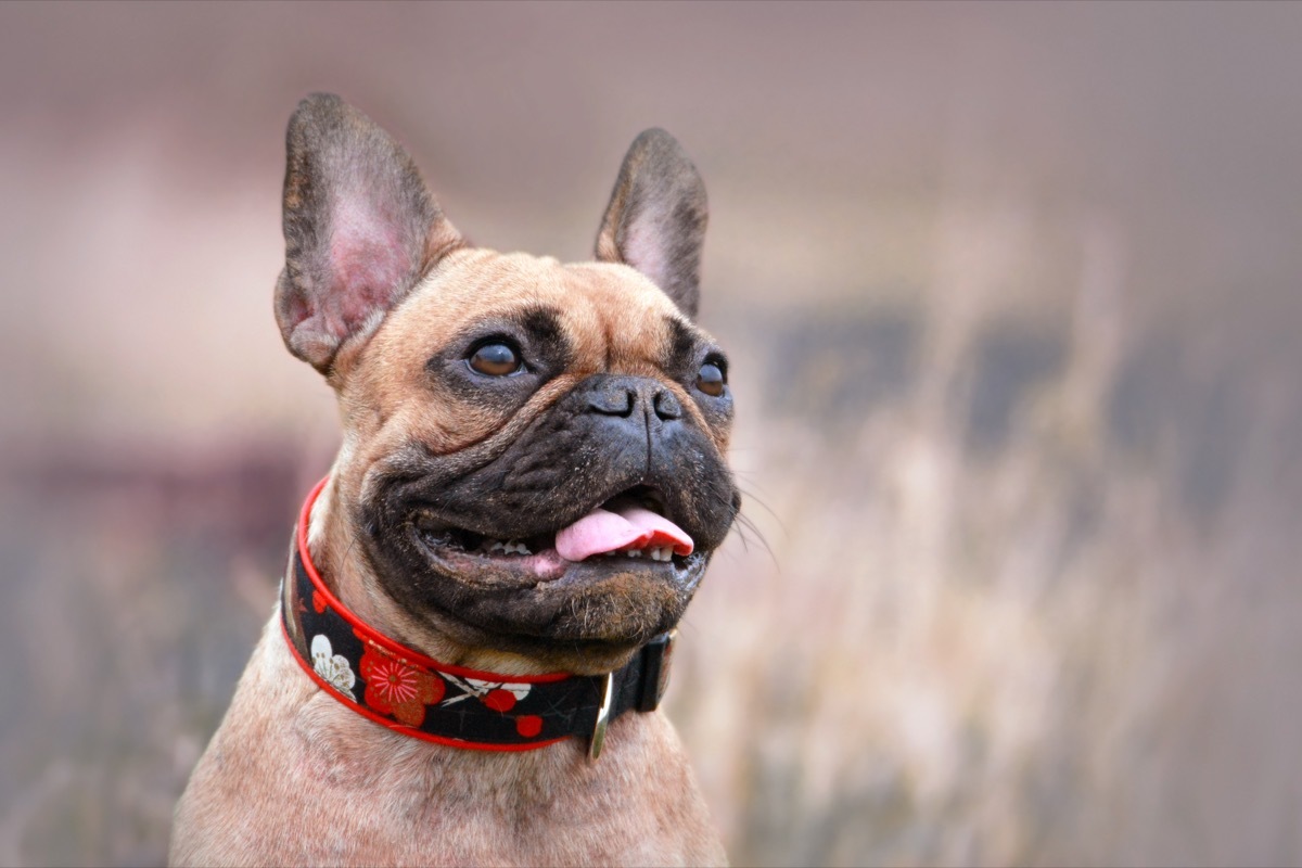 dog outdoors with his collar on