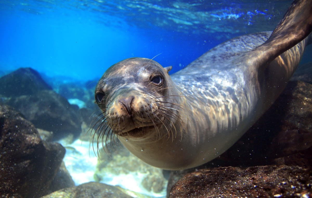 galapagos sea lion in the water, animals facts