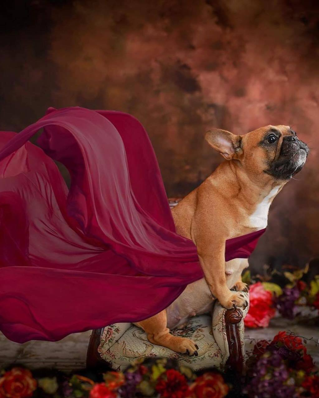 frenchie maternity photoshoot