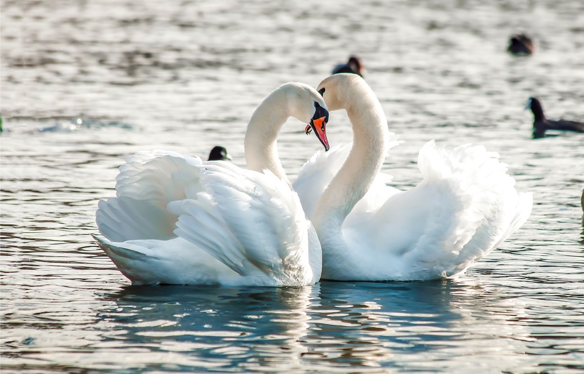 two white swans