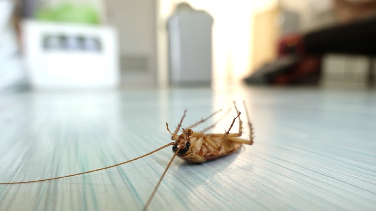 how to get rid of cockroaches - dead cockroach on the floor