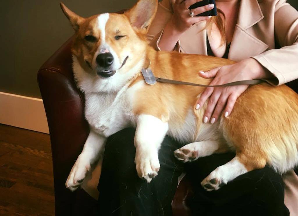 sherlock the corgi loves mommy's lap