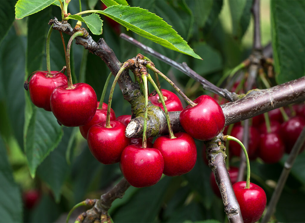 Sour cherry tree