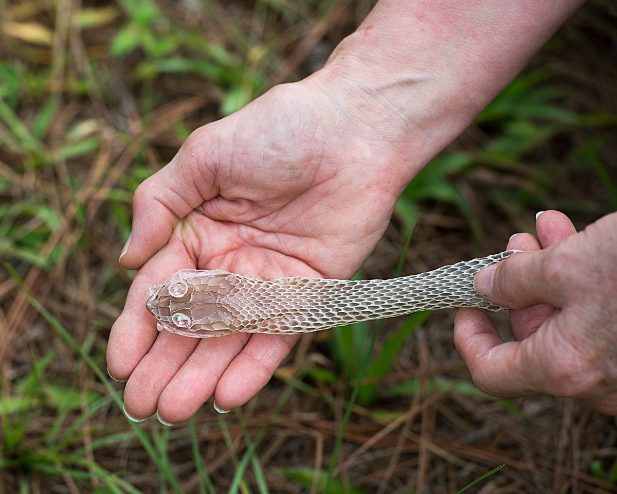 Shedded Snake Skin