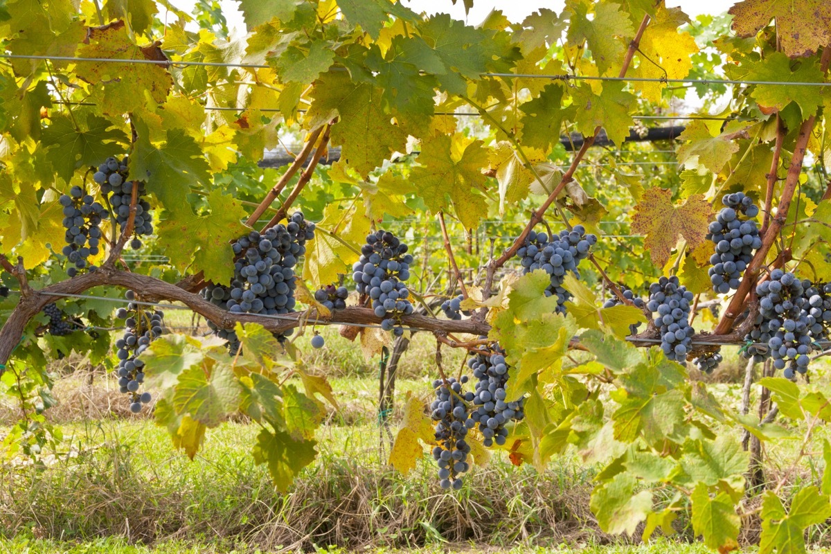 grapes hanging at vineyard