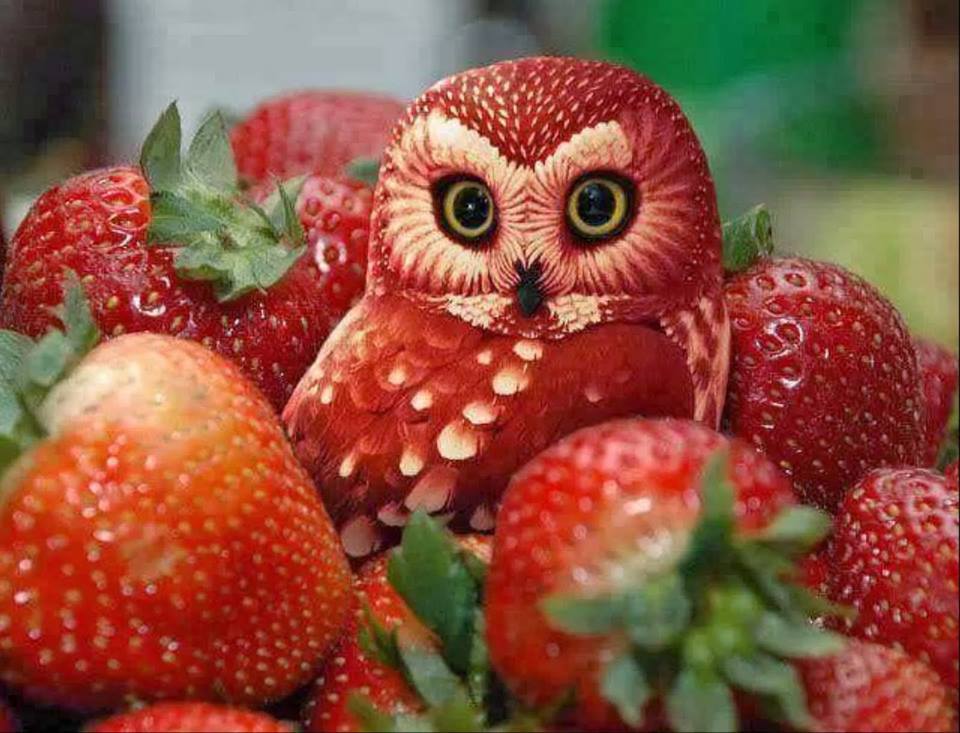 creative_fruit_carvings-08