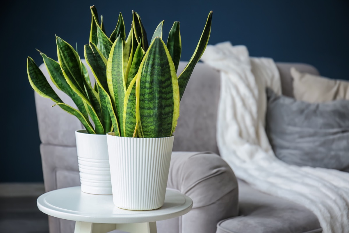 Green houseplants in interior of modern room