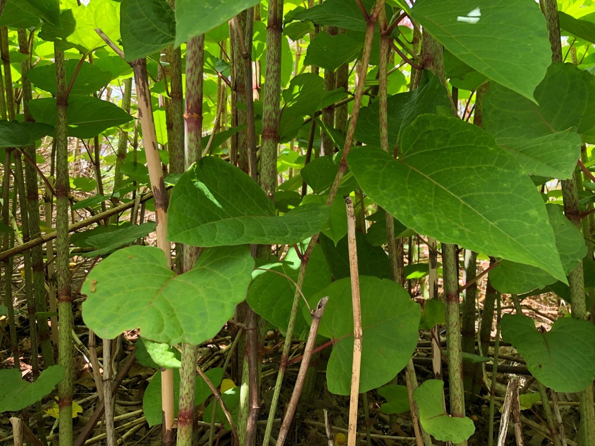 japanese knotweed