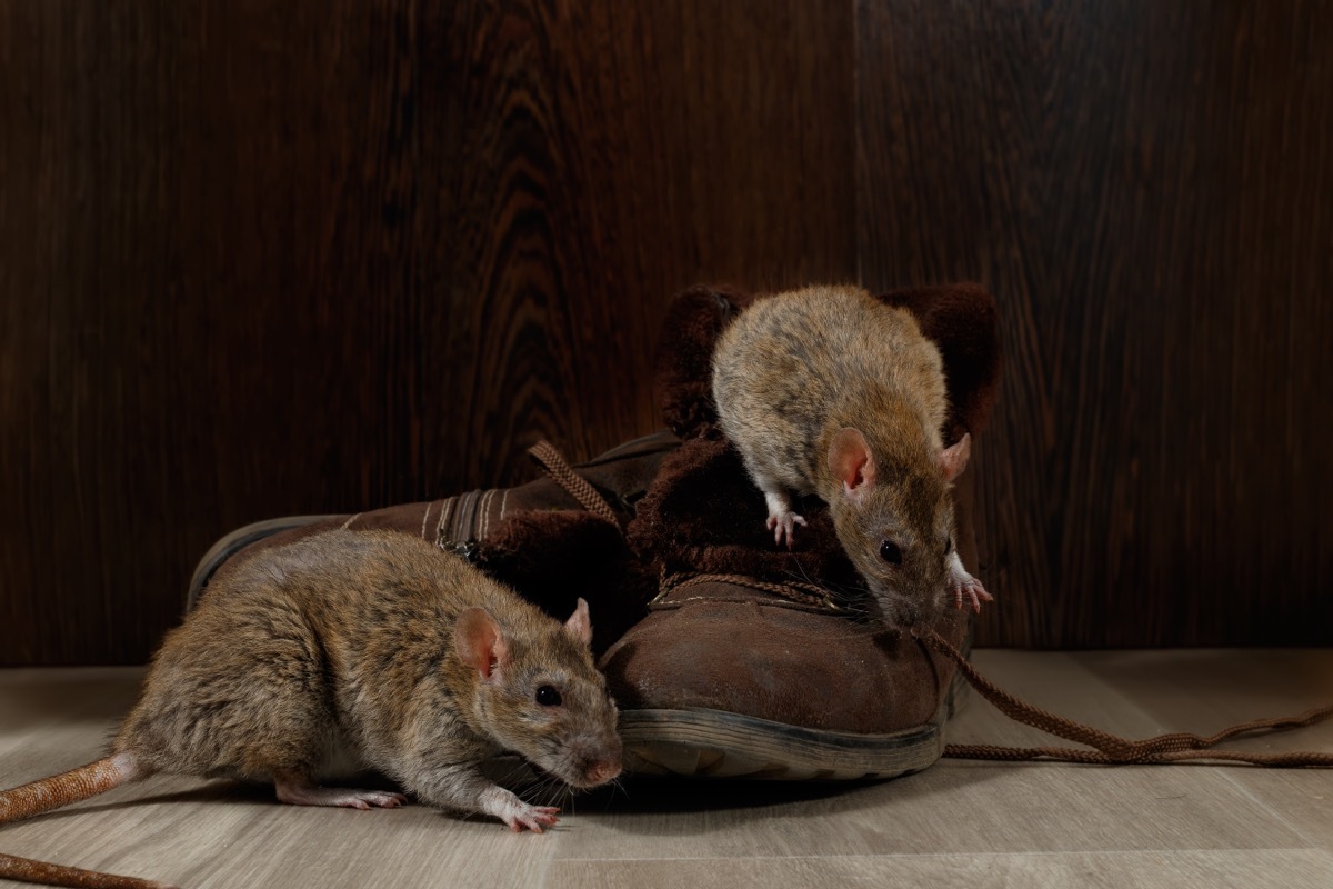 Rats Eating a Shoe