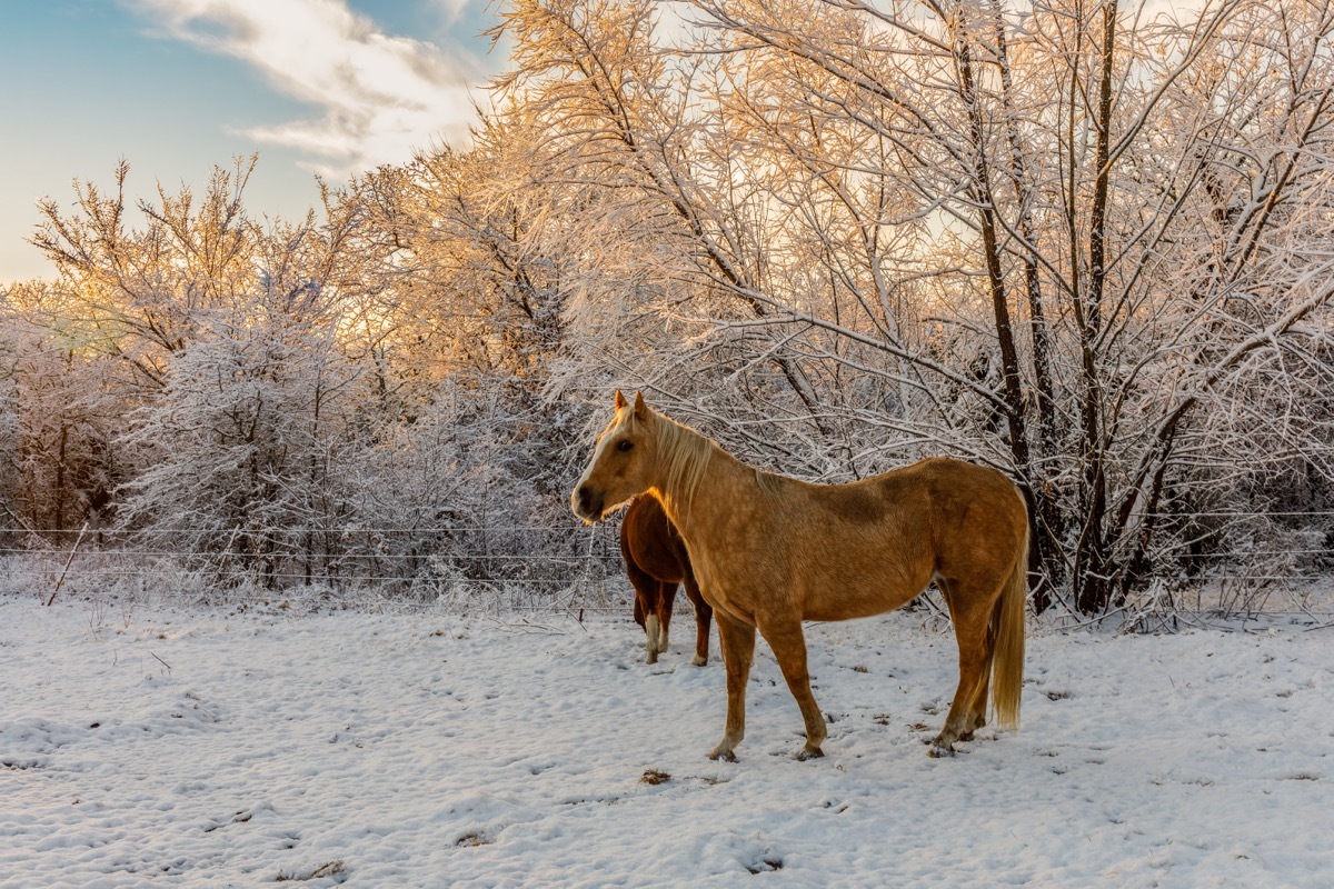 Horses on a field in the winter in Oklahoma