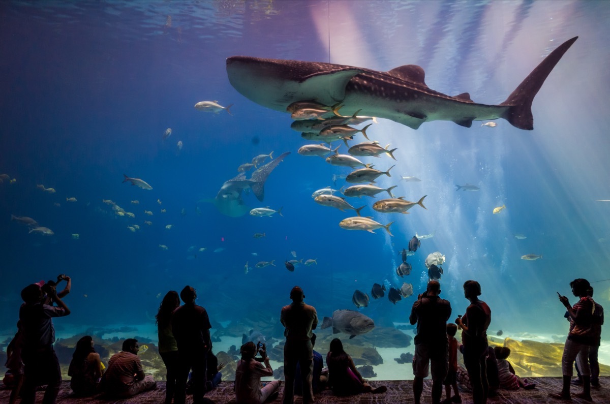 The Georgia Aquarium