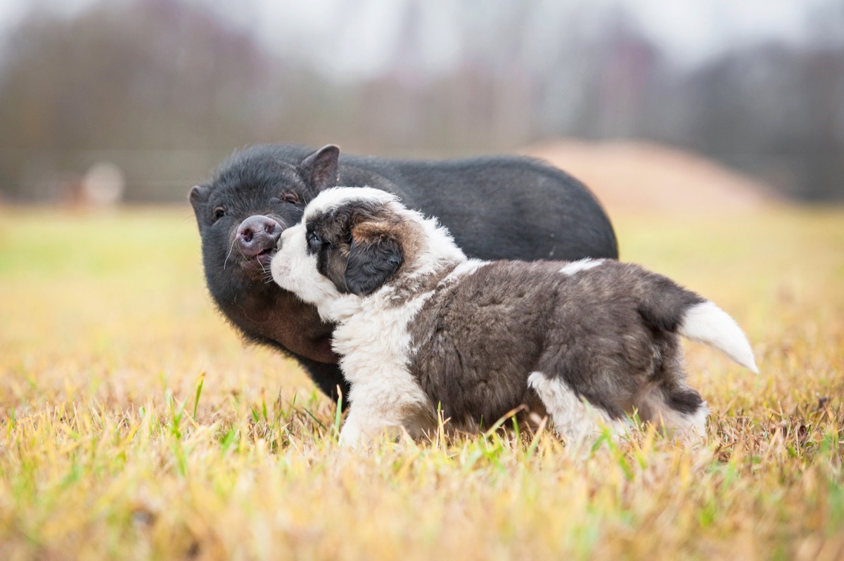 dog and pig in the grass together