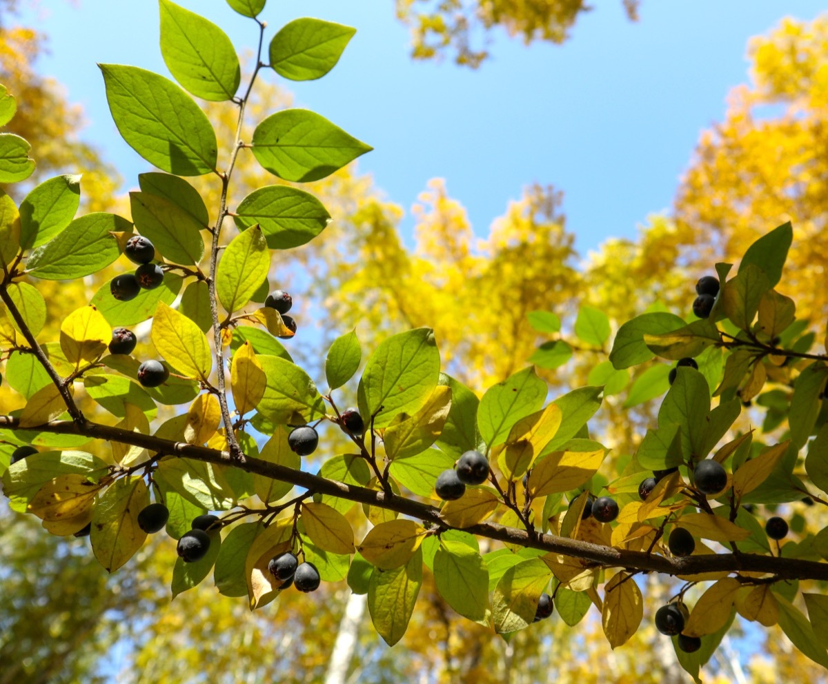 common buckthorn